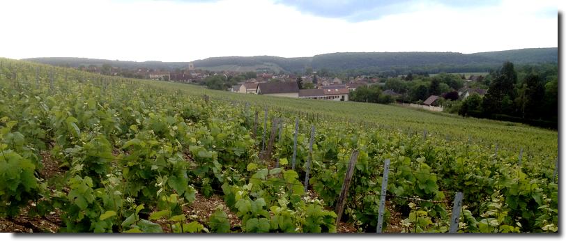 Champagne Baroni - Celles-sur-Ource